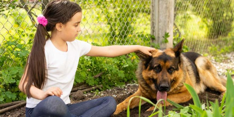 Animal Shelter Learn Definition, Importance & Examples