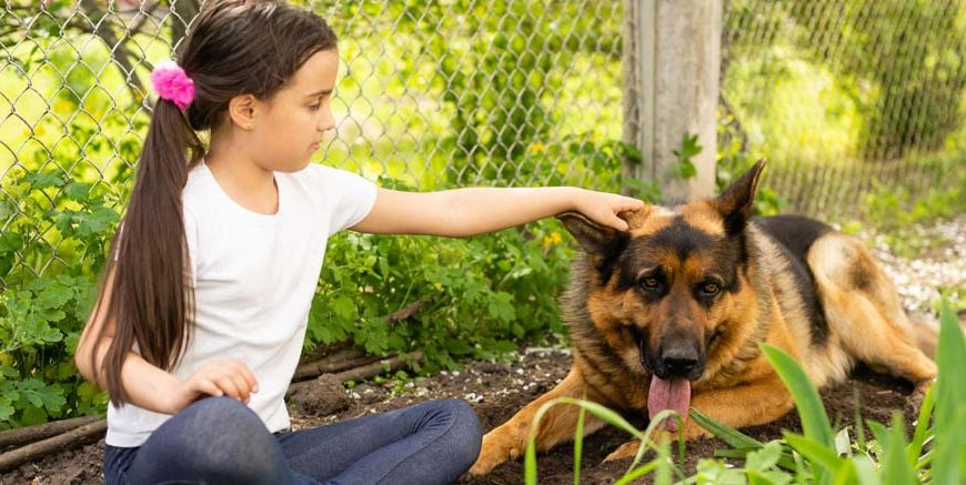 Animal Shelter Learn Definition, Importance & Examples