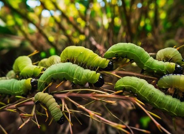 Caterpillars Learn Definition, Facts & Examples