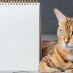 Essay on Cat in English for Classes 1-3 10 Lines, Short & Long Paragraph