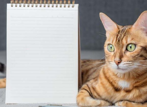 Essay on Cat in English for Classes 1-3 10 Lines, Short & Long Paragraph