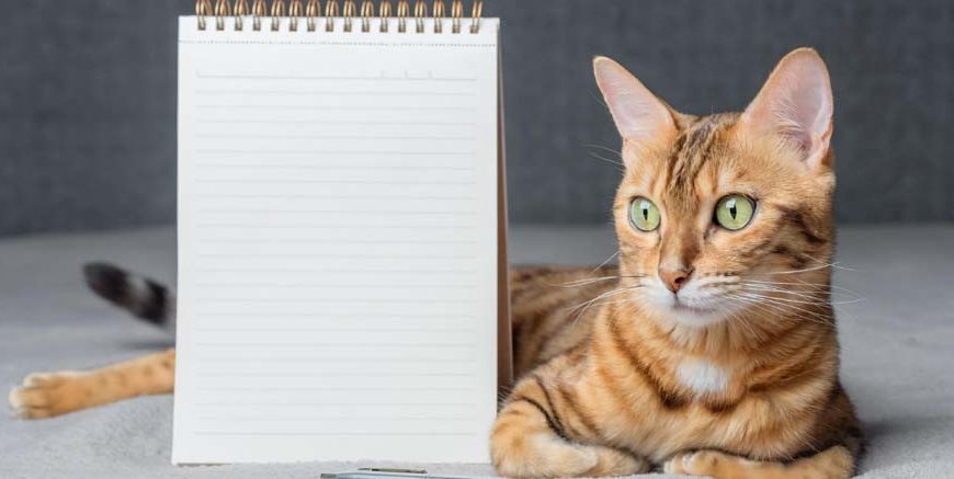 Essay on Cat in English for Classes 1-3 10 Lines, Short & Long Paragraph