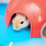 Fun Facts About Hamsters for Students EVS Learning