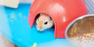 Fun Facts About Hamsters for Students EVS Learning