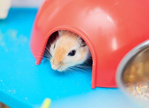 Fun Facts About Hamsters for Students EVS Learning