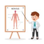 Human Nervous System for Kids Definition, Functions & Facts