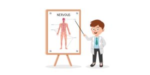 Human Nervous System for Kids Definition, Functions & Facts