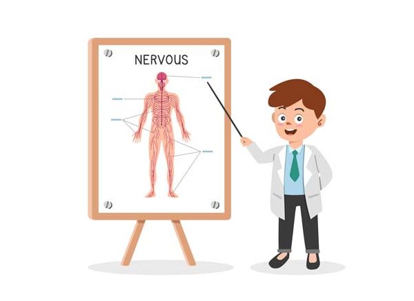 Human Nervous System for Kids Definition, Functions & Facts