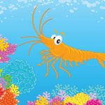 Krill Body Structure & Food Habits Explained for Students