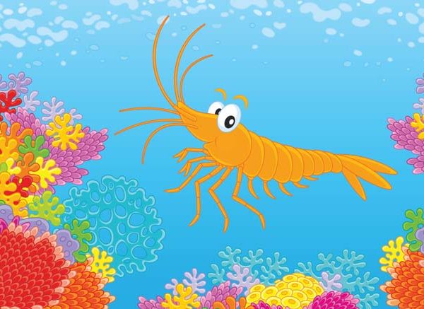 Krill Body Structure & Food Habits Explained for Students