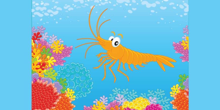 Krill Body Structure & Food Habits Explained for Students