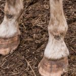 Limbs of Animals Learn Important Terms and Concepts about animals