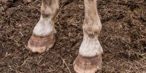Limbs of Animals Learn Important Terms and Concepts about animals