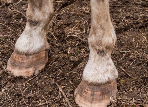 Limbs of Animals Learn Important Terms and Concepts about animals