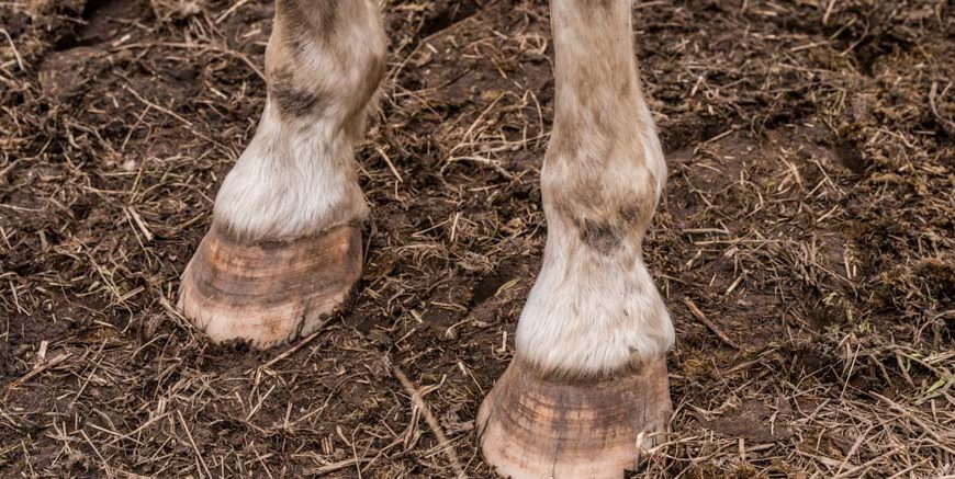 Limbs of Animals Learn Important Terms and Concepts about animals