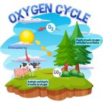 Oxygen Cycle - Learn Diagram, Importance, and Sources