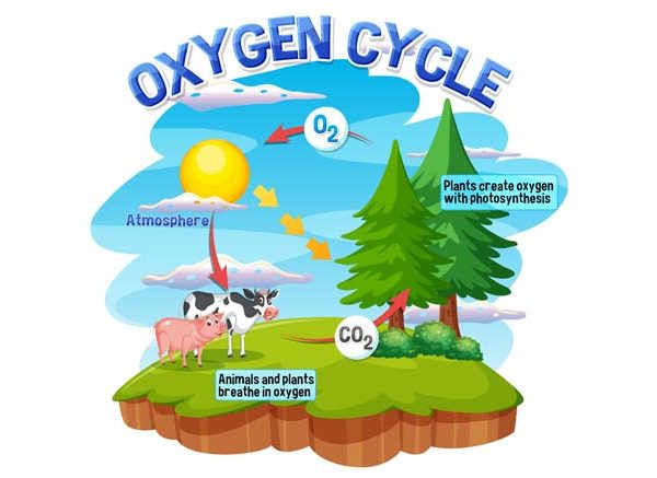 Oxygen Cycle - Learn Diagram, Importance, and Sources
