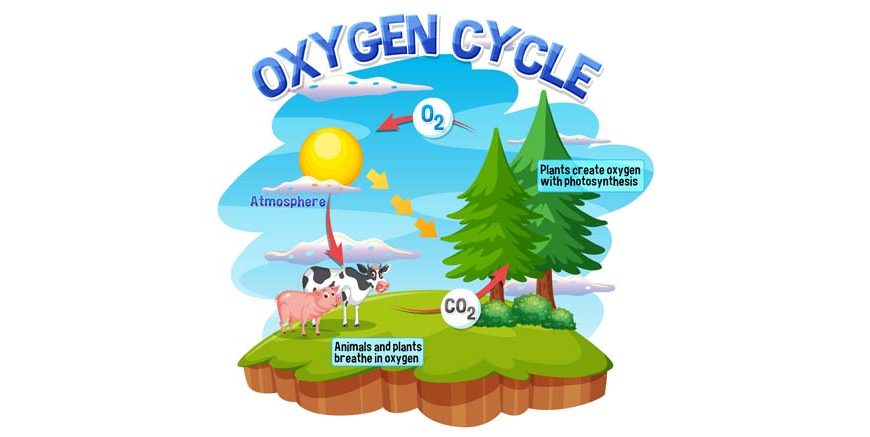 Oxygen Cycle - Learn Diagram, Importance, and Sources