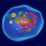 Parts of a Cell Structure, Functions & Diagram Explained