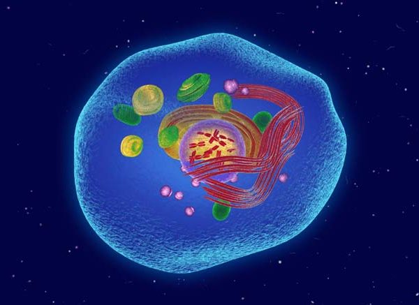 Parts of a Cell Structure, Functions & Diagram Explained