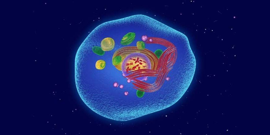 Parts of a Cell Structure, Functions & Diagram Explained