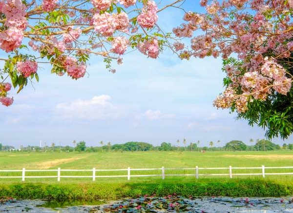 Spring Season for Kids Learn Important Terms and Concepts