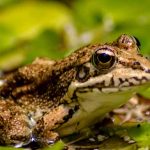 Teach Kids About Amphibians - Types, Characteristics & Facts