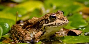 Teach Kids About Amphibians - Types, Characteristics & Facts