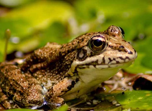Teach Kids About Amphibians - Types, Characteristics & Facts
