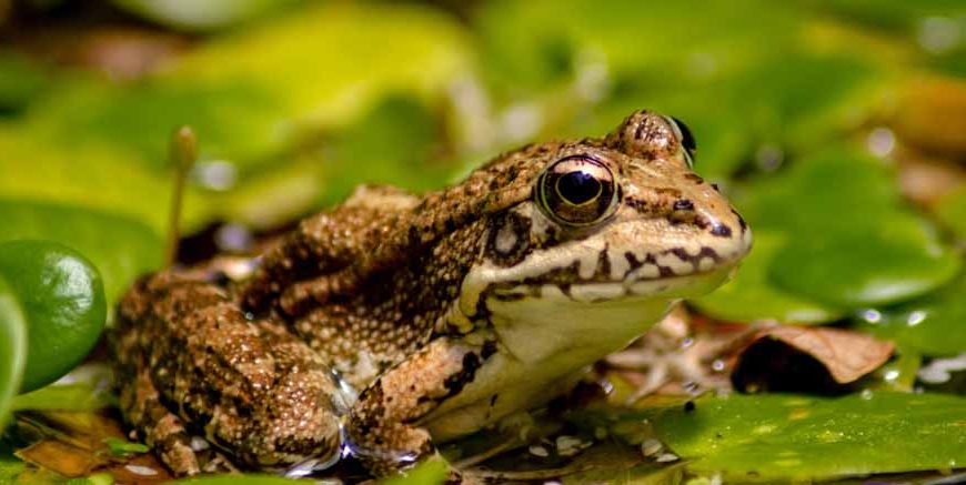 Teach Kids About Amphibians - Types, Characteristics & Facts