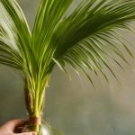 What is Palm Leaves Learn Important Terms and Concepts