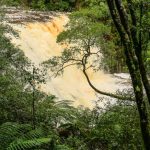 Amazon Rainforest Facts Key Points & Fun Insights for Students
