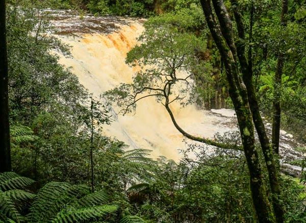 Amazon Rainforest Facts Key Points & Fun Insights for Students