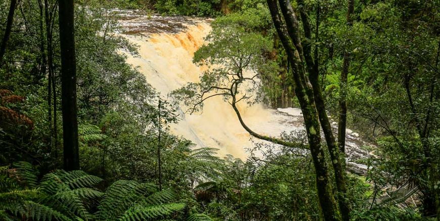 Amazon Rainforest Facts Key Points & Fun Insights for Students