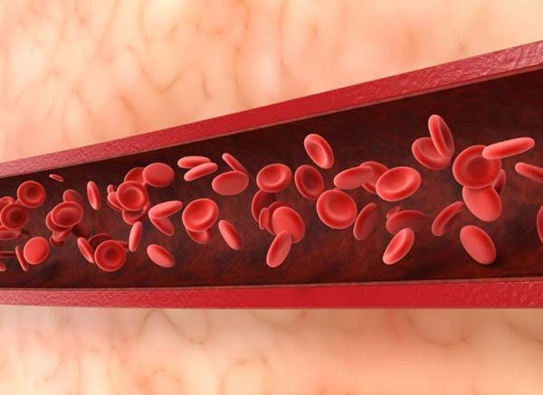 Blood Vessels: Structure, Functions & Types Explained