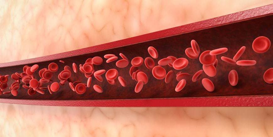 Blood Vessels Structure, Functions & Types Explained