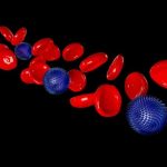 Blood and Its Components Structure, Types & Functions Explained
