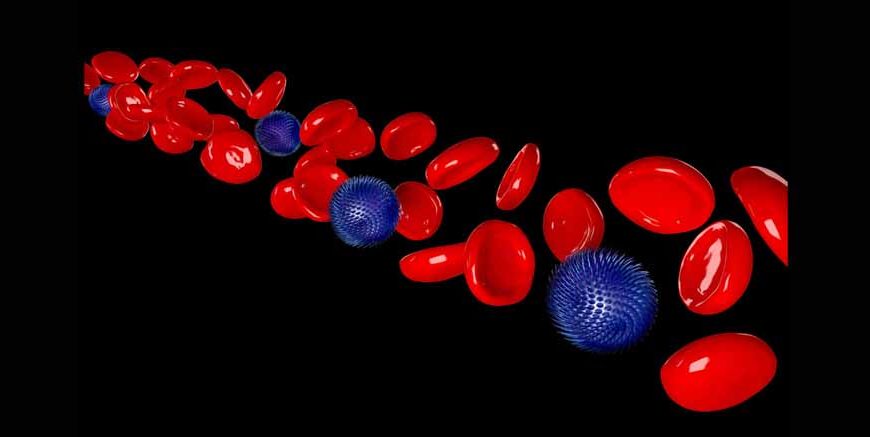 Blood and Its Components Structure, Types & Functions Explained