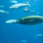 Fish Facts for Kids | Learn Important Terms and Concepts