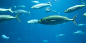 Fish Facts for Kids | Learn Important Terms and Concepts