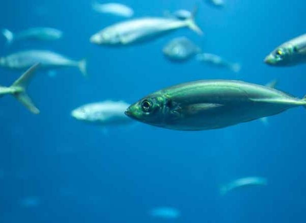 Fish Facts for Kids | Learn Important Terms and Concepts