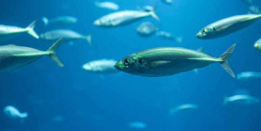 Fish Facts for Kids | Learn Important Terms and Concepts