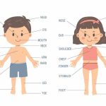GK Questions On Human Parts Of The Body For Kids