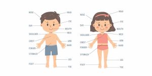 GK Questions On Human Parts Of The Body For Kids