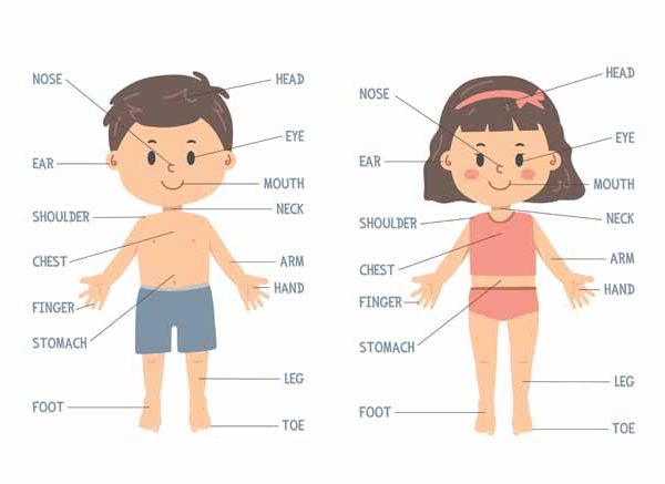 GK Questions On Human Parts Of The Body For Kids