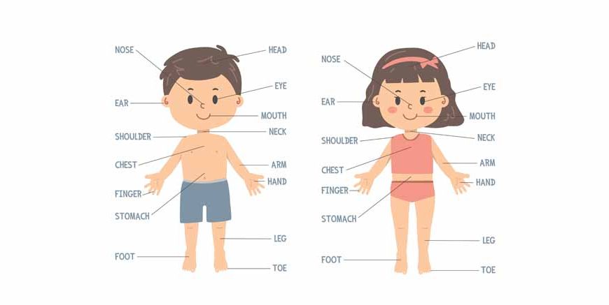 GK Questions On Human Parts Of The Body For Kids