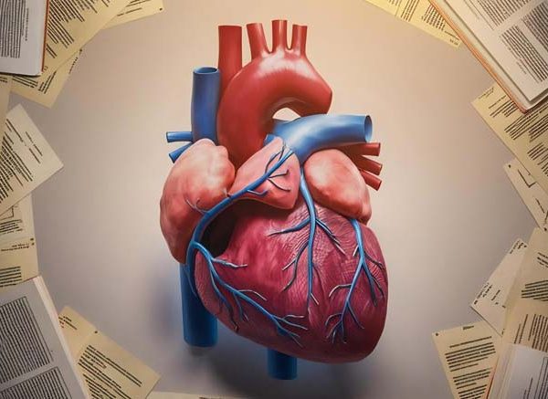 Heart Facts for Kids Fun & Simple Guide to the Human Heart