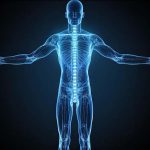 Human Body Back Definition, Functions & Facts for Students