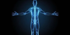 Human Body Back Definition, Functions & Facts for Students