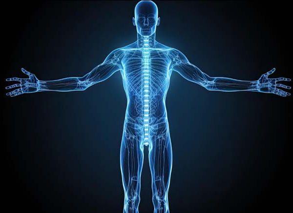 Human Body Back: Definition, Functions & Facts for Students